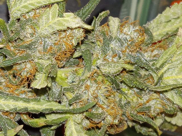   and one L.a kush cake . — flower, day 134
