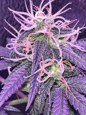 First attempt grow 😶‍🌫️ — flower, day 113