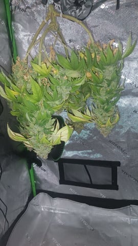 Critical Purple Kush — harvest, day 149