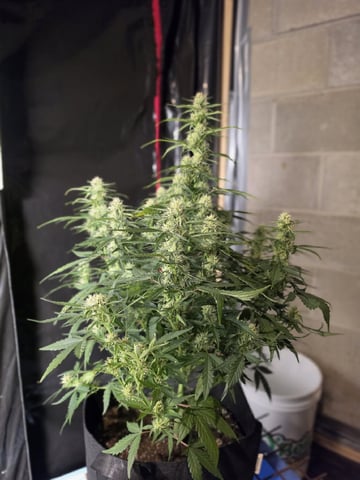 First attempt at planting some seeds — flower, day 64