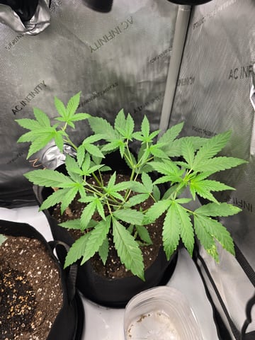 Durban Poison — vegetative, day 46