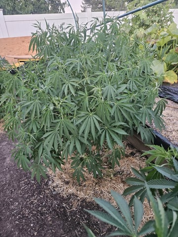Sour Headies/OGBX1 — vegetative, day 54