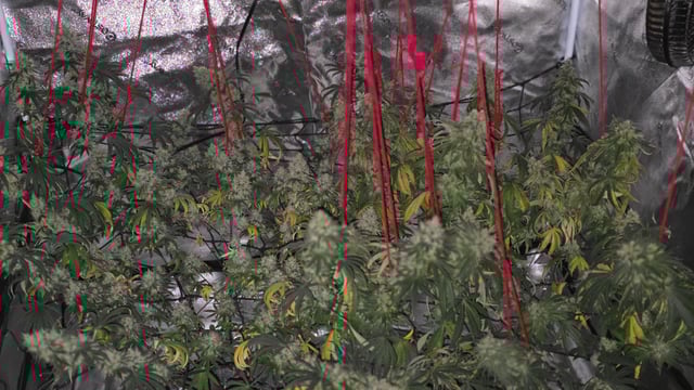 strawberry ghost and death breath — harvest, day 31