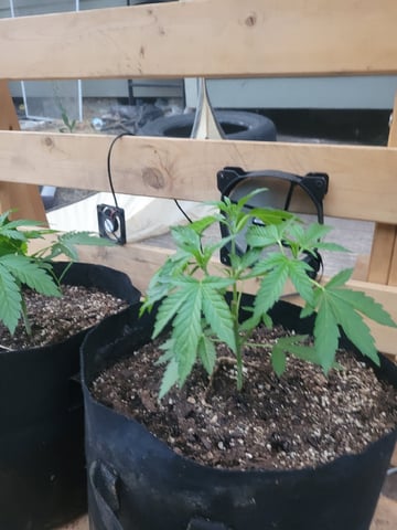 Clones And Hermie Seeds — vegetative, day 45