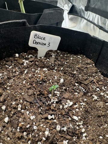 SSH and BD — seedling_rooting, day 3