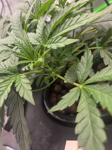 Northern Lights / Banana Kush — vegetative, day 35