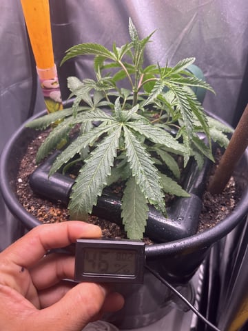 My Devine Conscious  — vegetative, day 402
