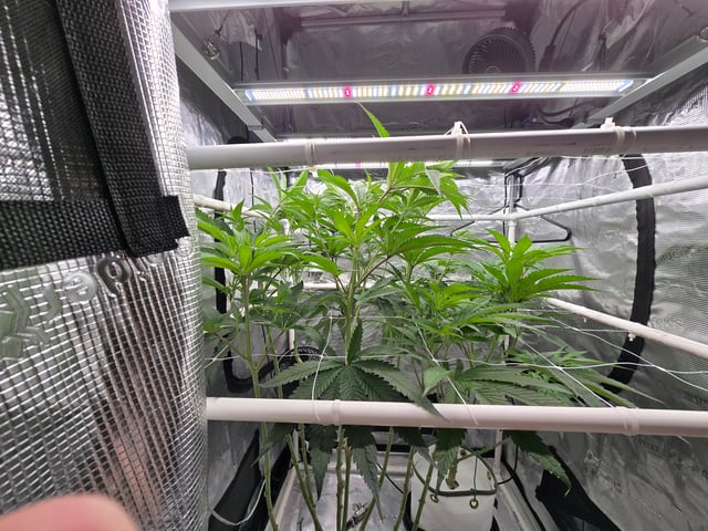Grow 3 — flower, day 11