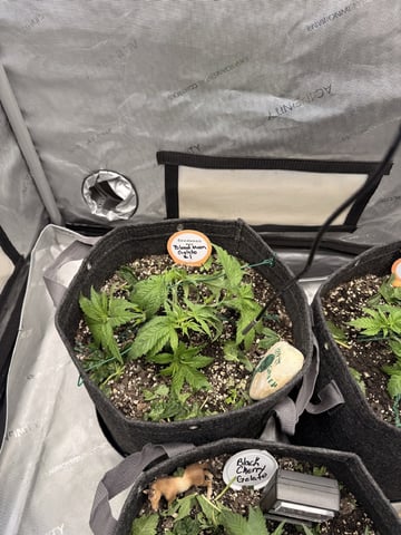 BloodMoon Gelato — vegetative, day 29