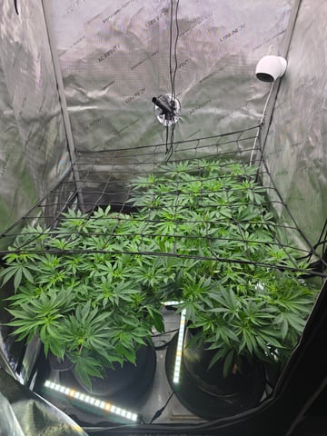 Purple Haze  — flower, day 51