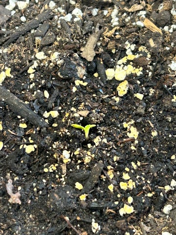 White Widow Twins — seedling_rooting, day 7