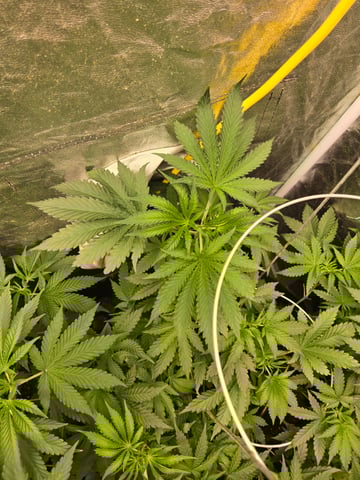 fruitstripe-x-breathworks VS Tropical cherry vs kush cake. vs og haze — vegetative, day 53