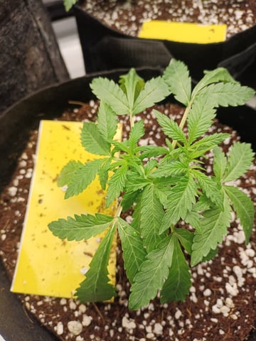 Last girls got kicked. — vegetative, day 24