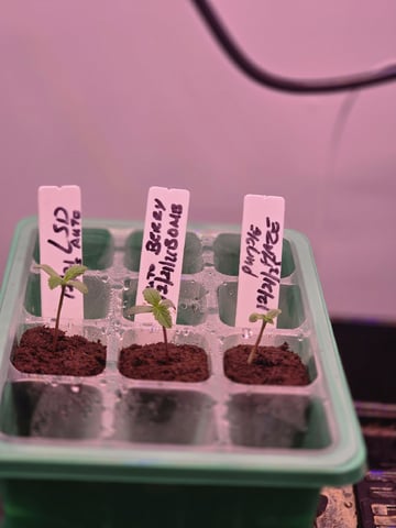 1st Auto Grow (LSD + BrB) - 1st indoor Grow — seedling_rooting, day 6