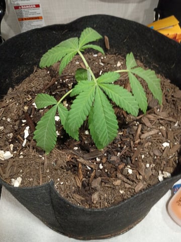 Purple Plum Perfect 💜 & 2 Grape Runtz 🍇 Mainlining garden.  — vegetative, day 40