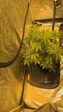 Possible Switch — flower, day 21