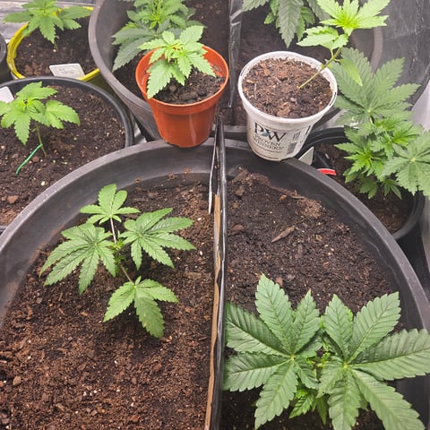 1st indoor grow 8 smaller plan t s — vegetative, day 18