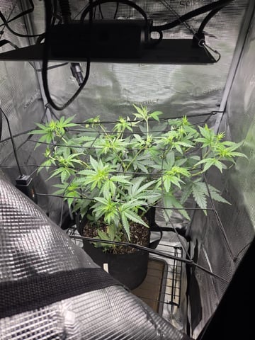 My first batch of medication