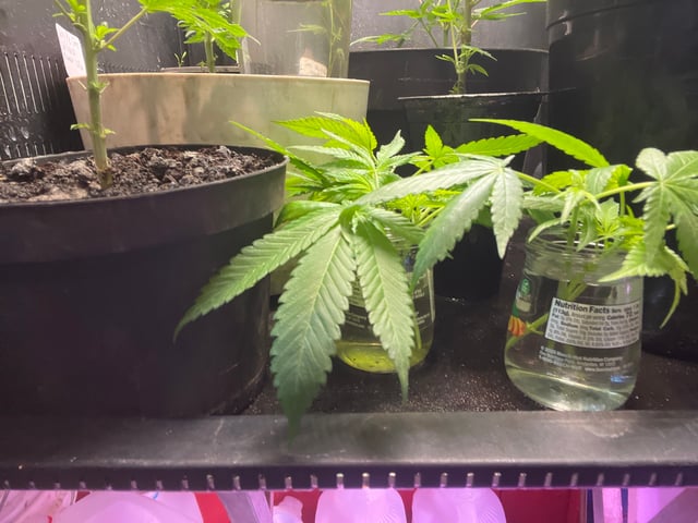 Cherry Pie clones (2nd run) — seedling_rooting, day 1