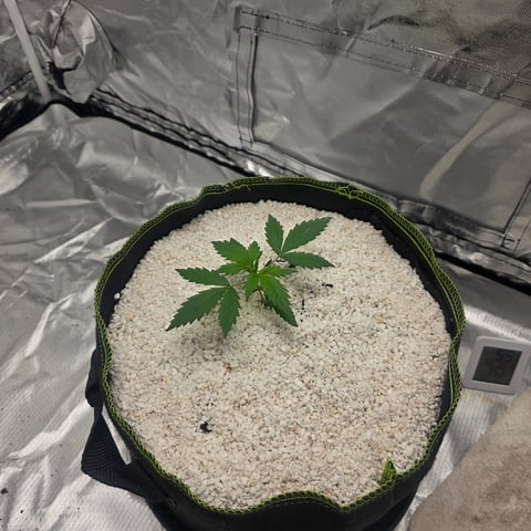 Beginner - My first grow has been an incredible experience so far! — vegetative, day 21