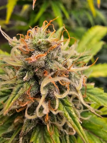 candy bubatz xl — flower, day 3