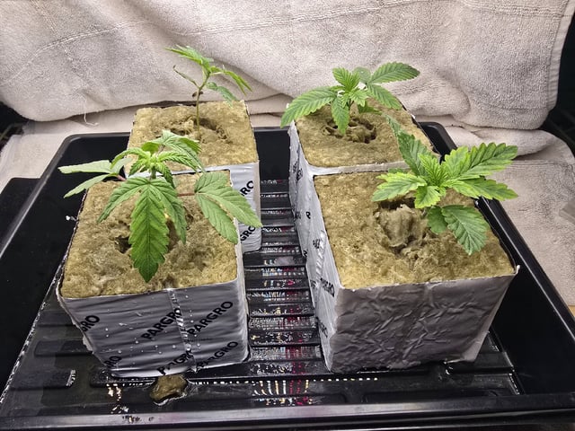 Dr. Sleep — seedling_rooting, day 38