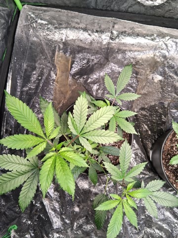 S&D  First Grow — vegetative, day 3