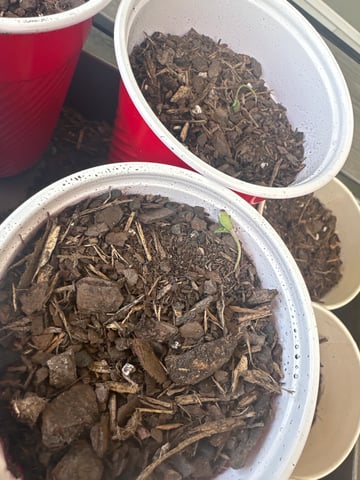 P And Z — grow_setup, day 2