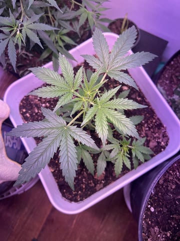 Gigawatt  — vegetative, day 62