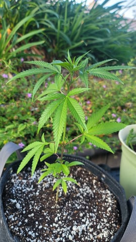 Poison Rainbows — vegetative, day 70