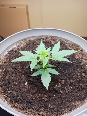 black gorilla feminized  — vegetative, day 12
