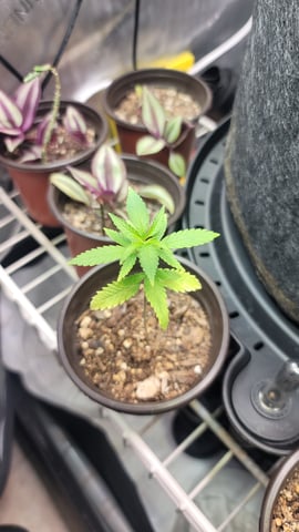 Poison Rainbows — seedling_rooting, day 34