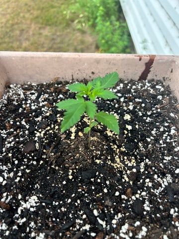 White Widow Twins — vegetative, day 21