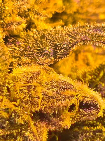 fruitstripe-x-breathworks VS Tropical cherry vs kush cake. vs og haze — flower, day 129