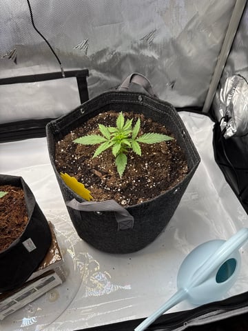 1st Indoor. 3 plants — seedling_rooting, day 19