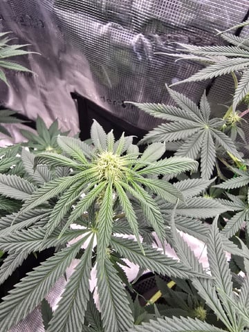  1 Blue Zushi x Venom & 1 Jack Here x Strawberry Cookies OG — flower, day 62