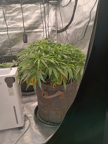 Pineapple express — vegetative, day 1