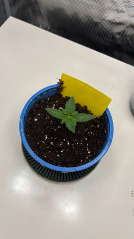 #1 momo (purple punch) — seedling_rooting, day 11