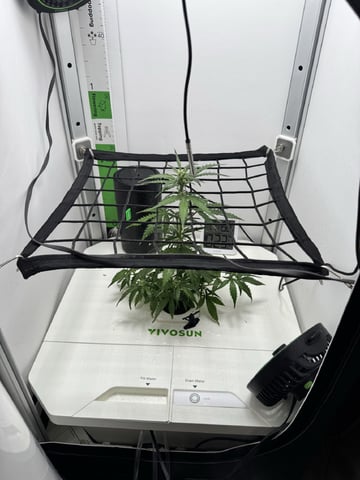 Mindfield - with Girl Scout Cookies (auto) — vegetative, day 10