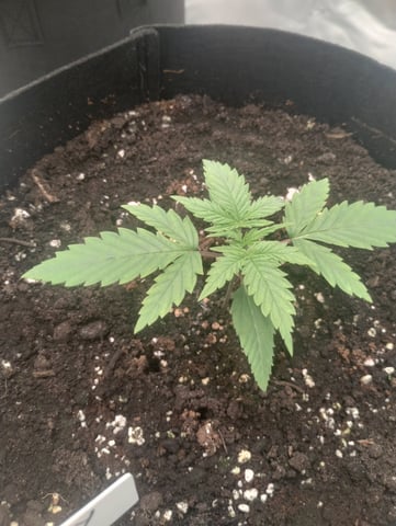 First grow — vegetative, day 16
