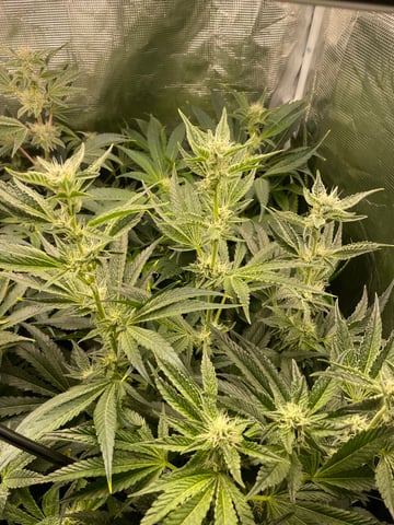Mainely Organic Mix — flower, day 49