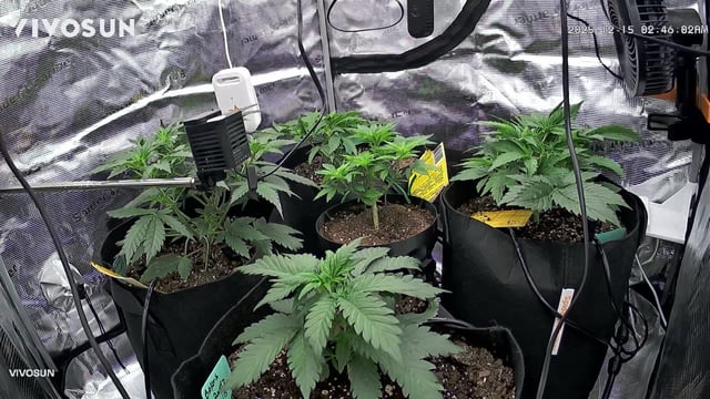Auto Flower — vegetative, day 16