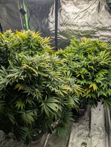 First Legal Grow — flower, day 112