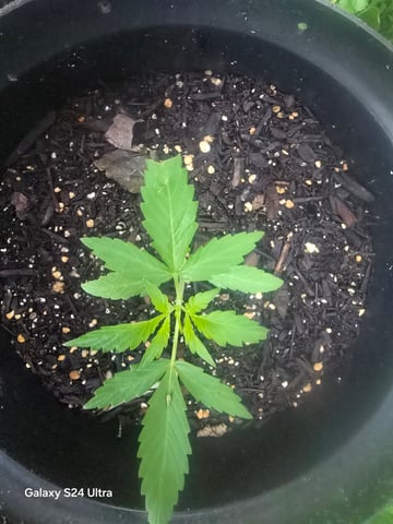 1st Grow — seedling_rooting, day 17