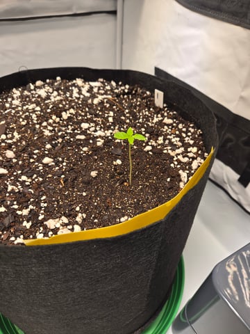 Purple Skunk 3 x 5  — seedling_rooting, day 8