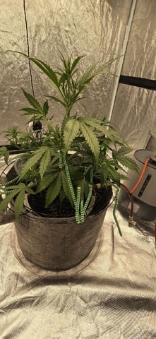 #001 - 3WOK — vegetative, day 5