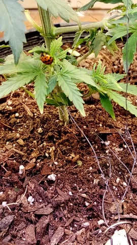 Jack hearer/Jack the ripper? — vegetative, day 71