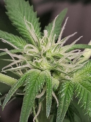 S&D  First Grow — flower, day 54