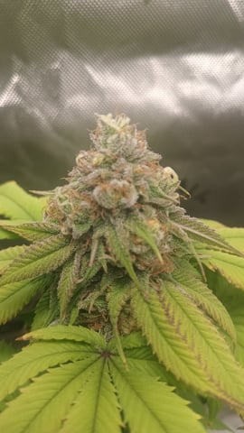 Critical Purple Kush — flower, day 129