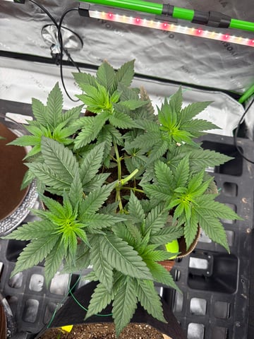 First Grow – Learning Every Day — vegetative, day 12